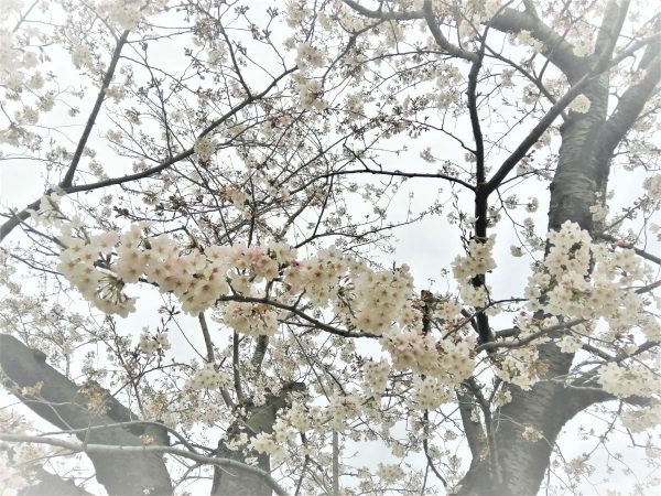 「第八回　桜花賞展」を郷さくら美術館で。