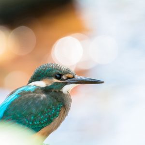 「王子」大塩貴文さんの作品取扱いを開始いたしました。